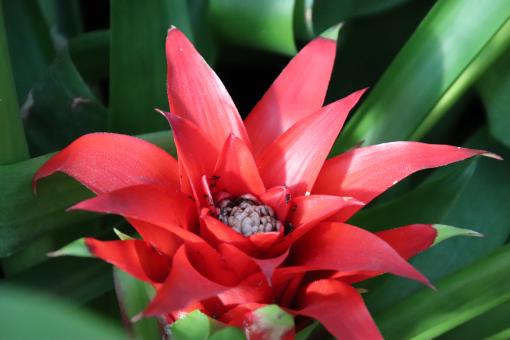 Free Stock Photo of Bromeliad close-up