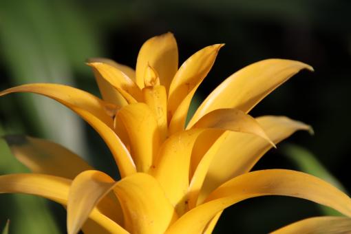 Free Stock Photo of Yellow bromeliad