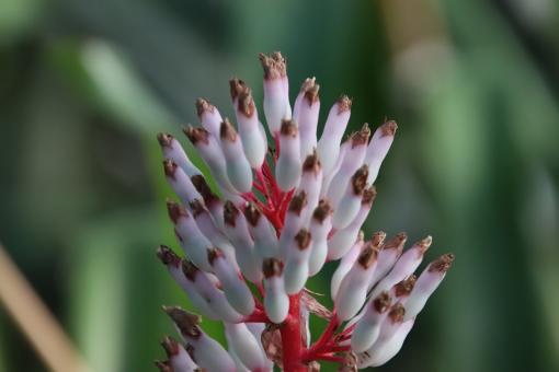 Free Stock Photo of Very exotic flower