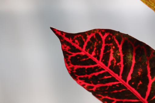 Red tropical croton leaf - Free Stock Photo