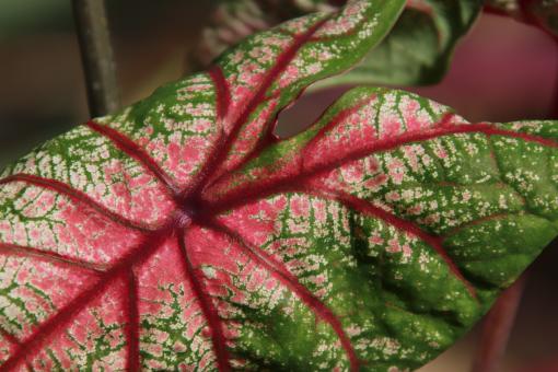 Free Stock Photo of Beautiful tropical leaf