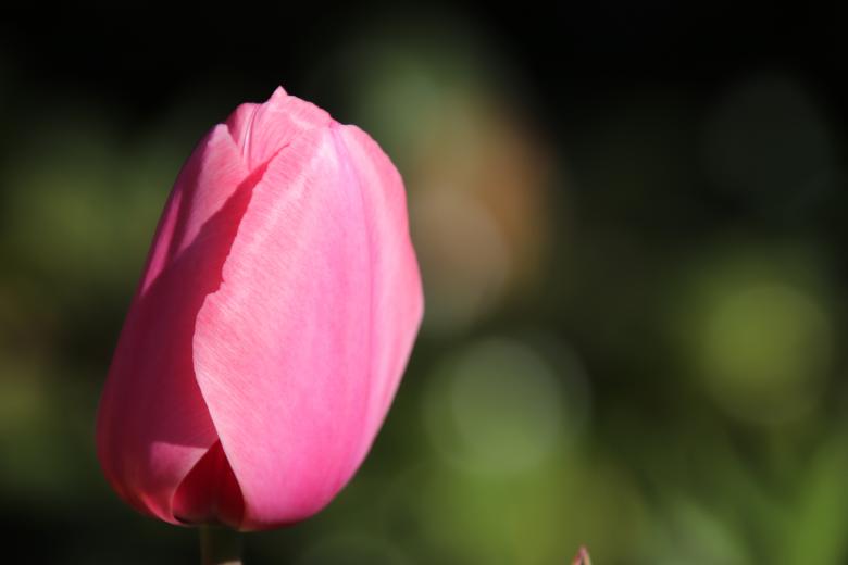 Free stock image of Early tulip close-up created by GAIMARD Jacques
