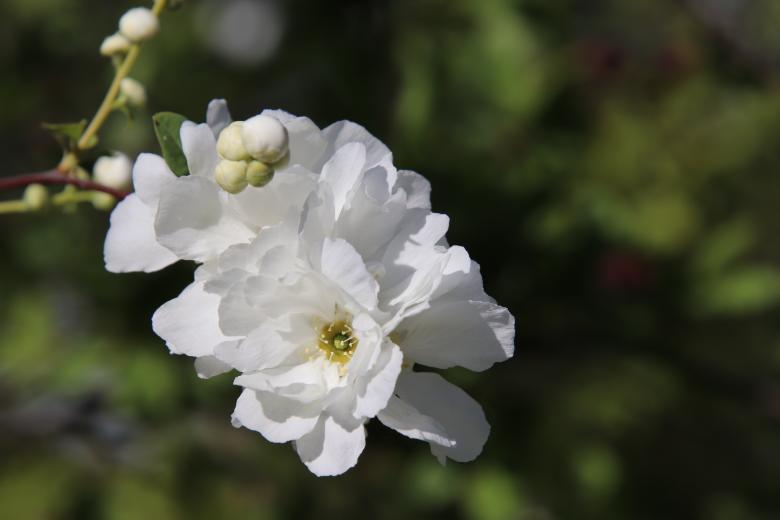 Free stock image of White spring flower on a tree created by GAIMARD Jacques