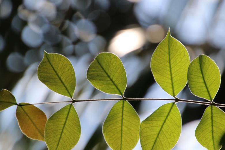 Free stock image of Back lighting on tropical leaves created by GAIMARD Jacques