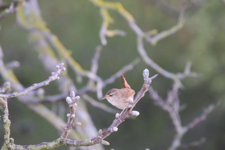 Free stock image of Wren on its branch created by GAIMARD Jacques