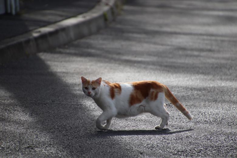 Free stock image of Scarred cat on a street created by GAIMARD Jacques
