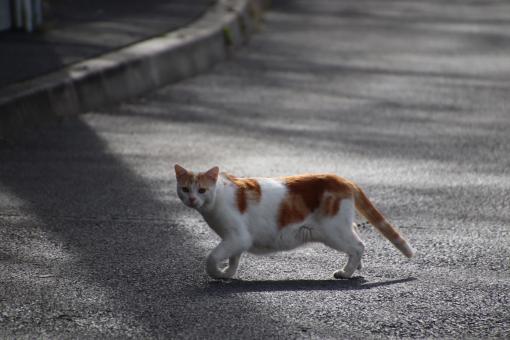 Scarred cat on a street - Free Stock Photo