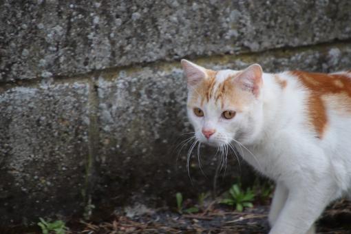 Very careful cat - Free Stock Photo