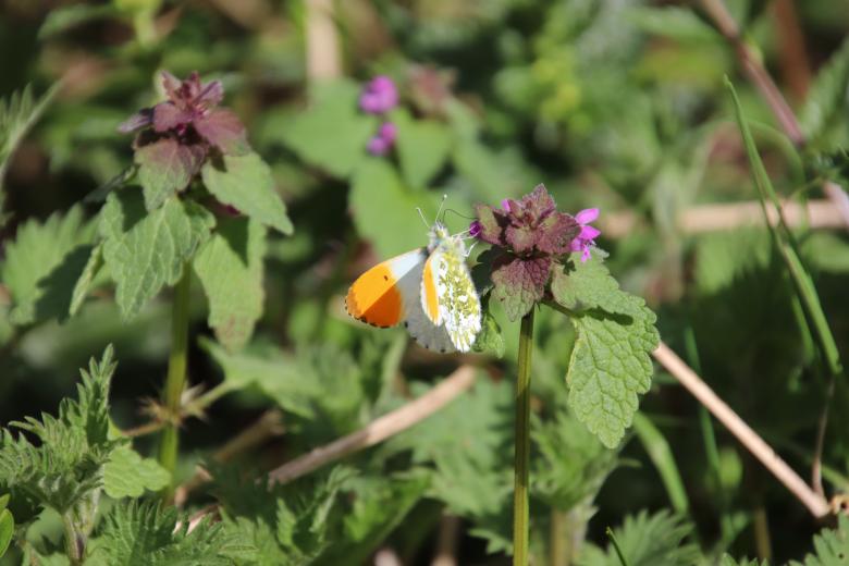 Free stock image of Spring lunch for a beautiful butterfly created by GAIMARD Jacques
