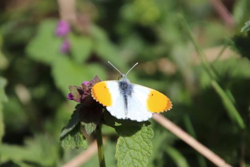 Free Stock Photo of First butterflies of the season...