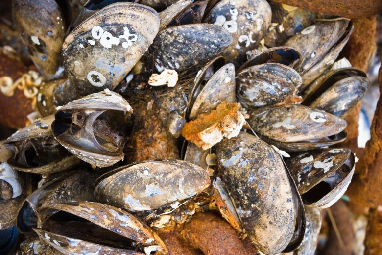 Free stock image of Dead Shellfish created by Bjorgvin