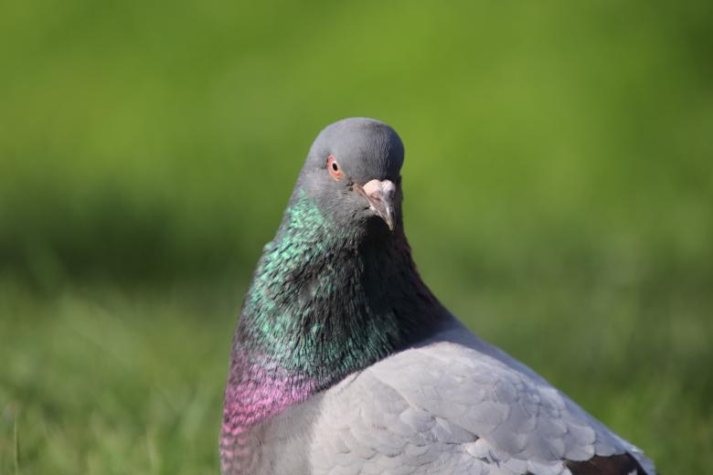 Free stock image of Are you spying on me?? created by GAIMARD Jacques