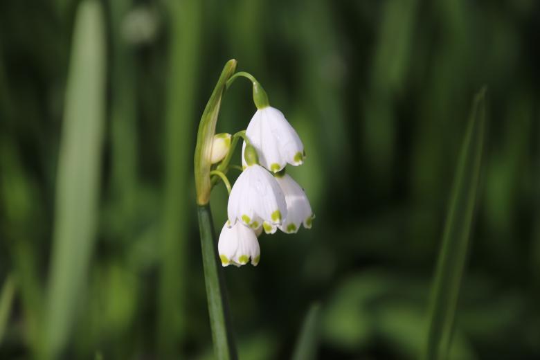 Free stock image of Great spring flower in a garden created by GAIMARD Jacques