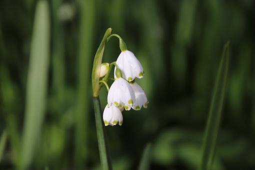 Free Stock Photo of Great spring flower in a garden