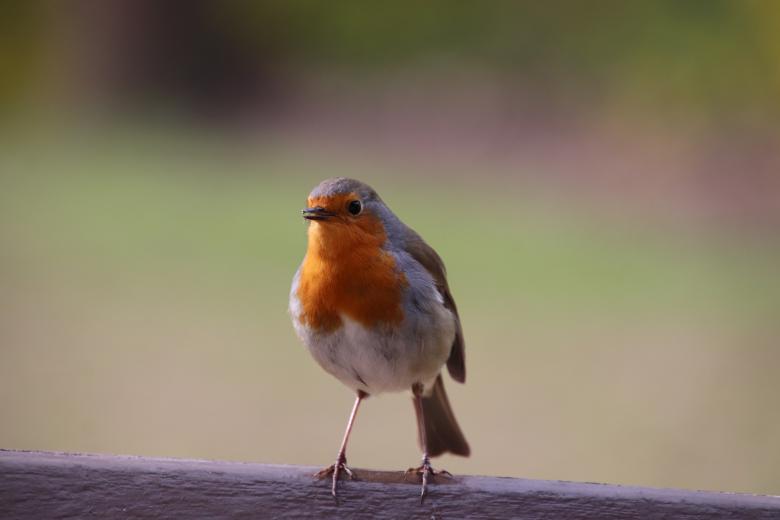 Free stock image of Hi!! Beautiful robin created by GAIMARD Jacques