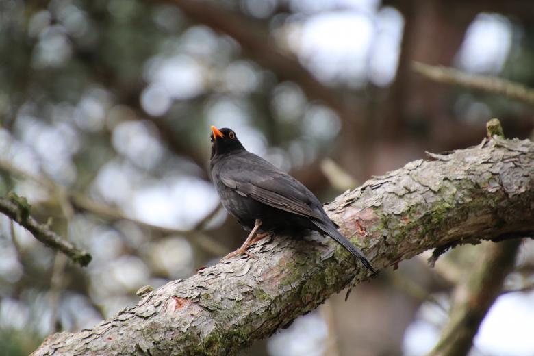 Free stock image of I'm siiiiiinging on my branch  ♪♪♫♪♫♪ created by GAIMARD Jacques