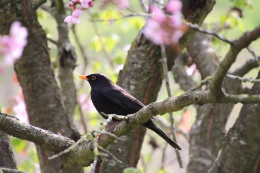 Finally! Spring's here - Free Stock Photo