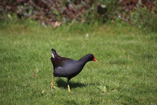 Water hen wandering on the grass - Free Stock Photo