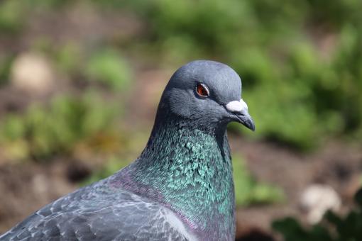 Free Stock Photo of Let's hope that guy's got food for me!