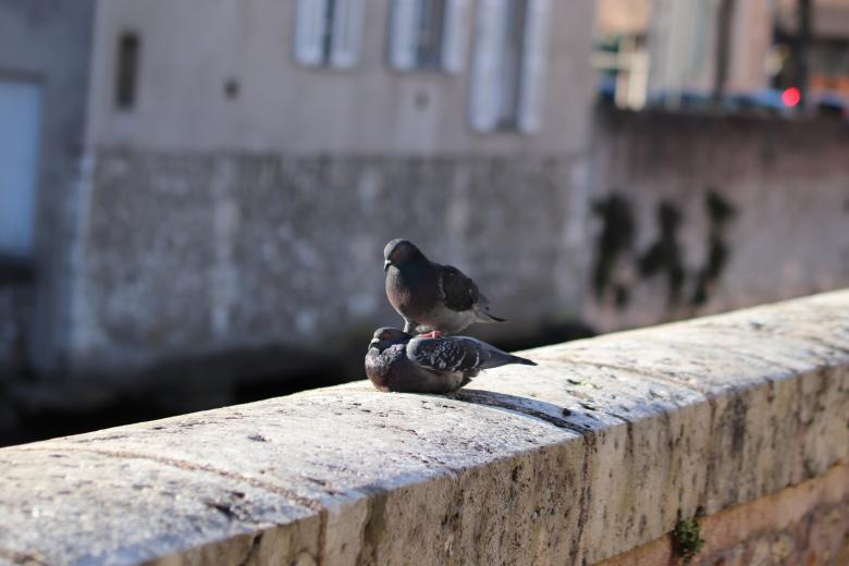 Free stock image of C'mon sweety... Give me a lift!! created by GAIMARD Jacques