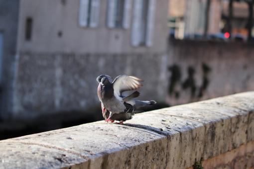 Free Stock Photo of Get off my back! You, filthy horny beast!!!