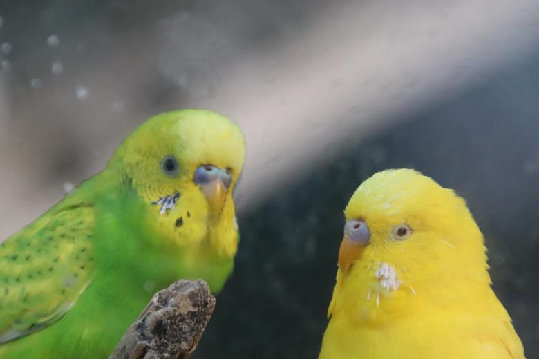 Free stock image of Talky as a pair of parakeets... created by GAIMARD Jacques