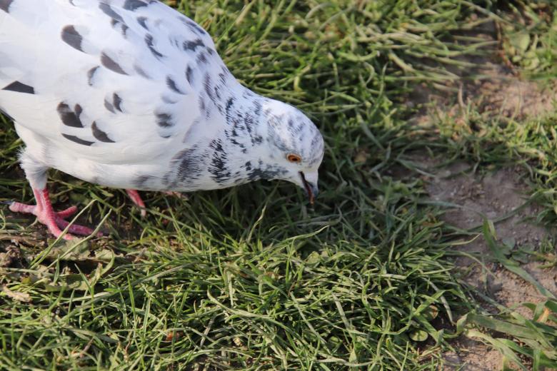 Free stock image of I just had lunch with a Dalmatian dog! created by GAIMARD Jacques