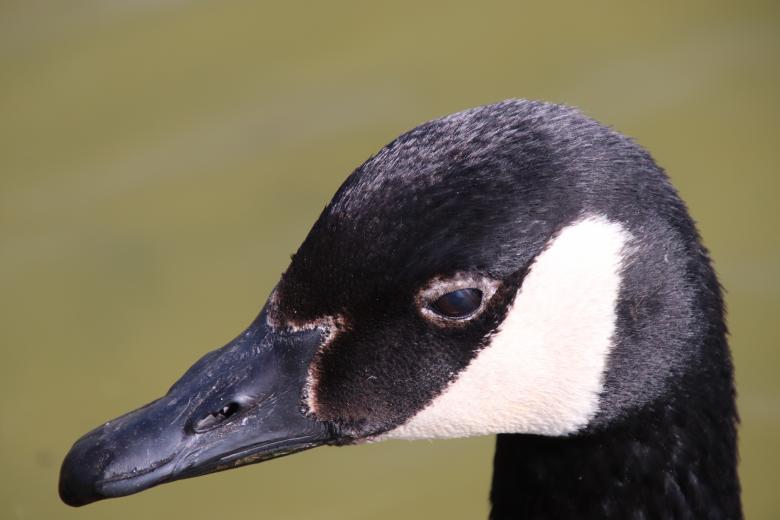 Free stock image of For a close-up, that's a close-up!! created by GAIMARD Jacques
