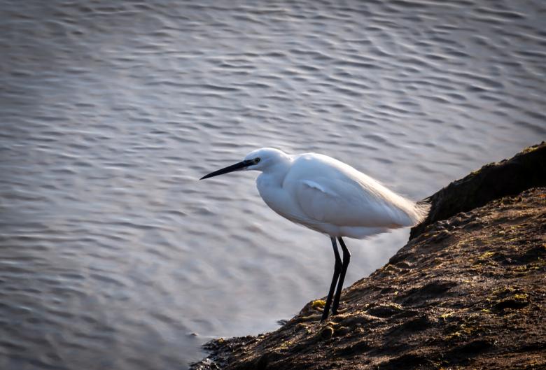 Free stock image of Heron White created by PaSoNeCa