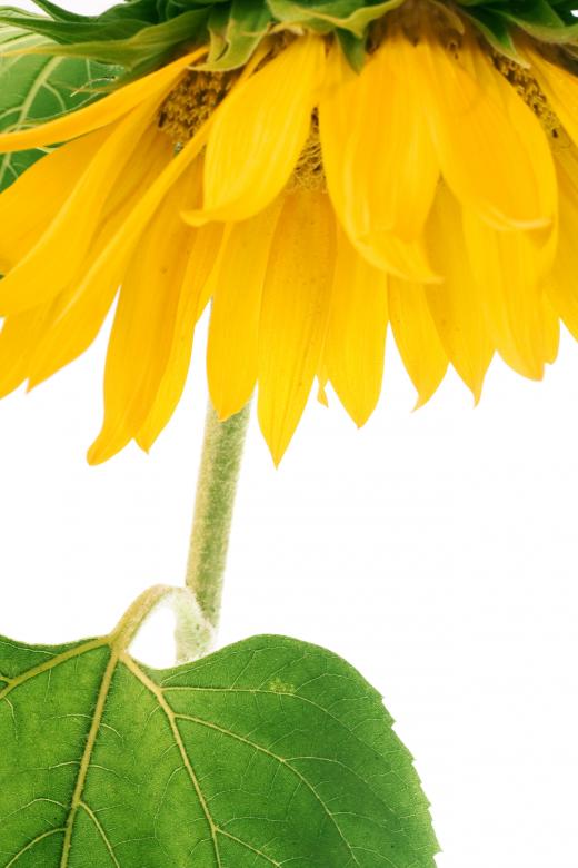 Free stock image of Yellow Sunflower Closeup created by 2happy