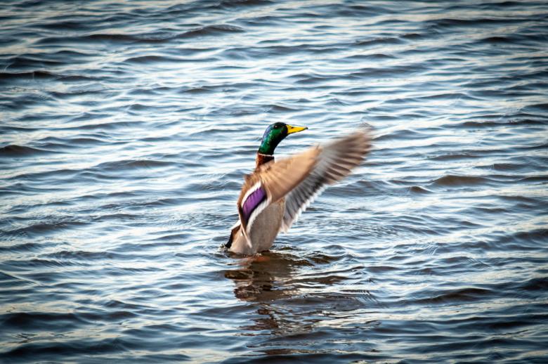 Free stock image of Flying Duck created by PaSoNeCa