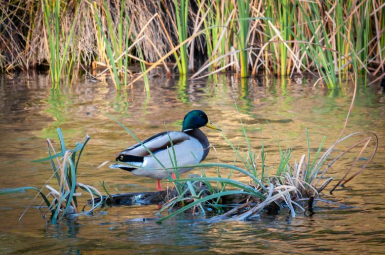 Free stock image of Duck Mallard created by PaSoNeCa