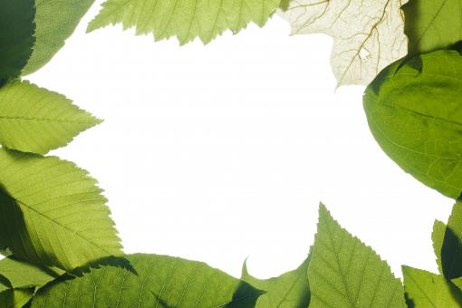 Green leaves frame