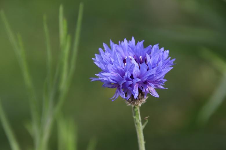 Free stock image of Beautiful Centaury created by GAIMARD Jacques