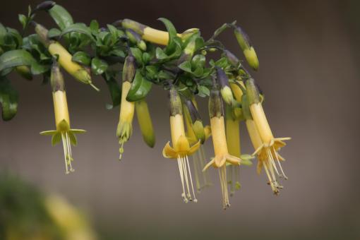 Free Stock Photo of Spring blooming of an exotic plant