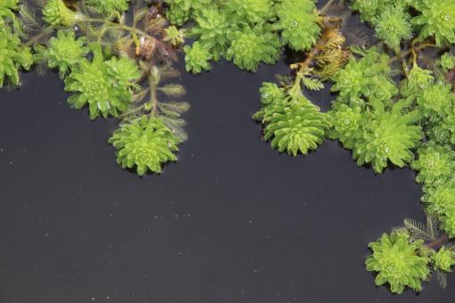 Floating plants in a pond - Free Stock Photo