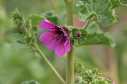The first hollyhock of the season... - Free Stock Photo