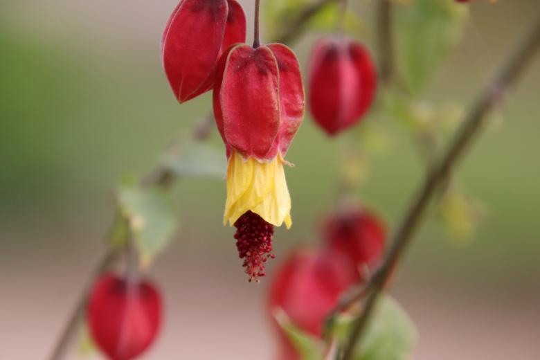 Free stock image of Strange but beautiful spring flower created by GAIMARD Jacques