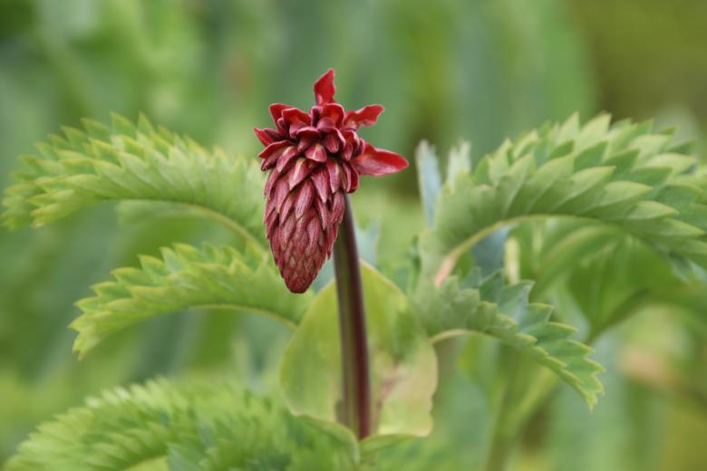 Free stock image of Weird plant created by GAIMARD Jacques