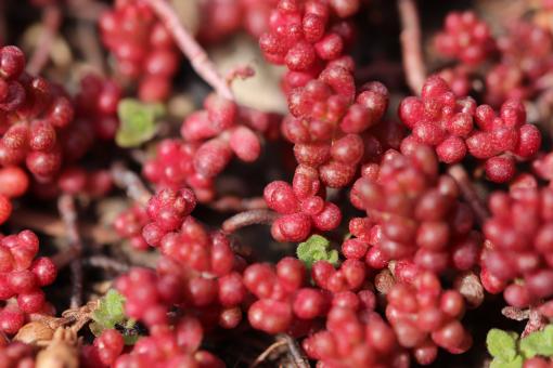 Free Stock Photo of Nice creeping plant
