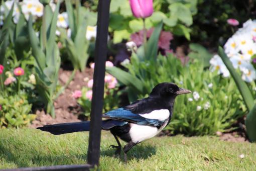 Free Stock Photo of Very talkative magpie !