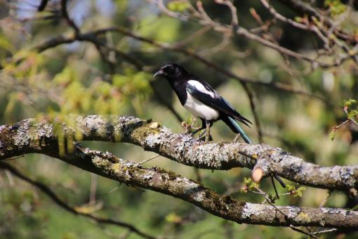 Free Stock Photo of Magpie on its branch
