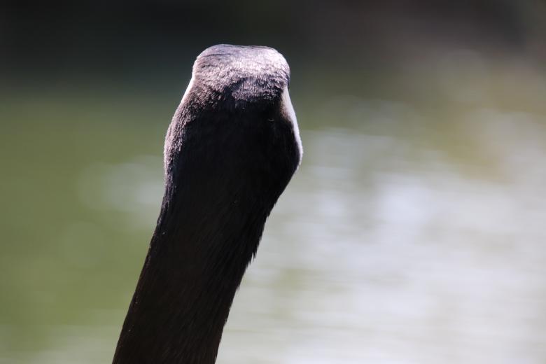 Free stock image of What did I see??!! created by GAIMARD Jacques