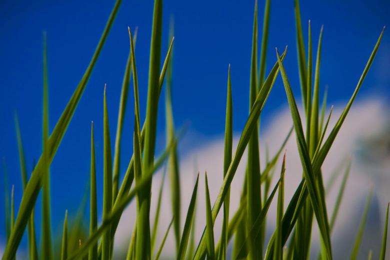 Free stock image of Grass Against Blue Sky created by nino nin