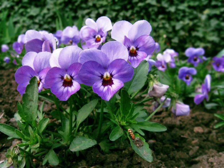 Free stock image of Violets created by nino nin
