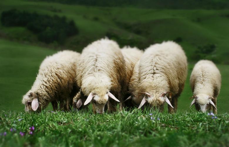 Free stock image of Sheep Grazing created by nino nin
