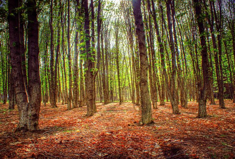 Free stock image of The forest created by nino nin