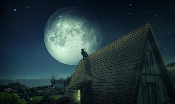 Cat and a Large Moon at Night - Free Stock Photo
