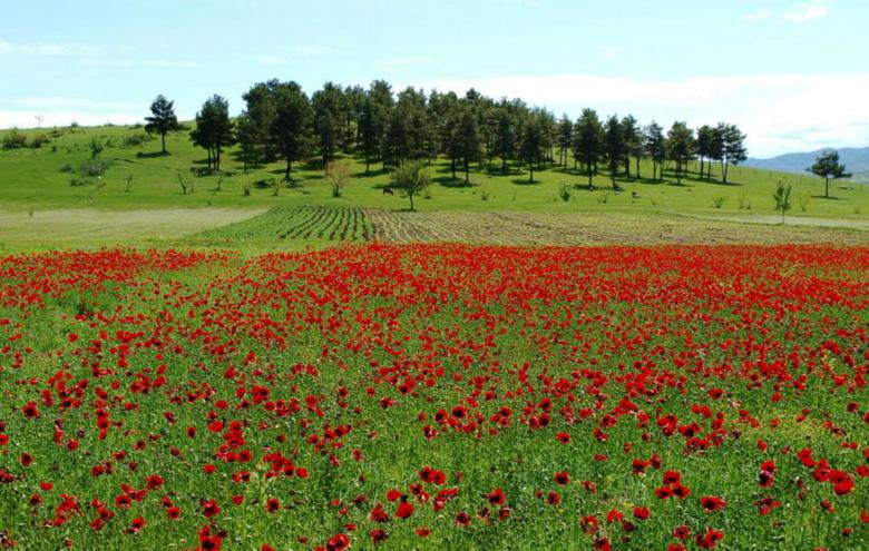 Free stock image of Field of Red Flowers created by nino nin