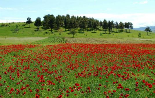 Field of Red Flowers - Free Stock Photo